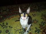 Кошки, котята Корниш-рекс, Фото