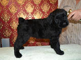 Собаки, щенки Черный терьер, цена 1500 Грн., Фото