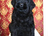 Собаки, щенята Чорний тер'єр, ціна 1500 Грн., Фото