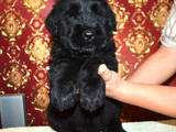 Собаки, щенята Чорний тер'єр, ціна 1500 Грн., Фото