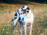 Собаки, щенята Німецький дог, ціна 13000 Грн., Фото