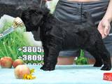Собаки, щенята Чорний тер'єр, ціна 4000 Грн., Фото