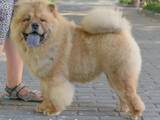 Собаки, щенята Чау-чау, ціна 6000 Грн., Фото