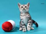Кішки, кошенята Американська короткошерста, ціна 6000 Грн., Фото