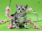 Кішки, кошенята Американська короткошерста, ціна 6000 Грн., Фото