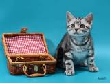 Кошки, котята Американская короткошерстная, цена 6000 Грн., Фото