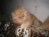 Кошки, котята Персидская, цена 500 Грн., Фото
