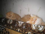 Кошки, котята Персидская, цена 500 Грн., Фото