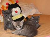 Кішки, кошенята Російська блакитна, Фото