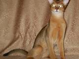 Кішки, кошенята Абіссінська, ціна 3000 Грн., Фото