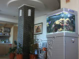 Рибки, акваріуми Акваріуми і устаткування, ціна 500 Грн., Фото