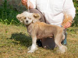 Собаки, щенки Китайская хохлатая собака, цена 100 Грн., Фото