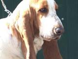 Собаки, щенята Бассет, ціна 3000 Грн., Фото