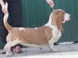 Собаки, щенки Бассет, цена 3000 Грн., Фото