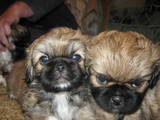 Собаки, щенки Пекинес, цена 400 Грн., Фото