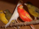 Попугаи и птицы Канарейки, цена 70 Грн., Фото