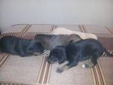 Собаки, щенята Карликовий пінчер, ціна 300 Грн., Фото
