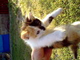 Кошки, котята Сибирская, цена 5 Грн., Фото