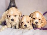 Собаки, щенята Американський коккер, ціна 2000 Грн., Фото