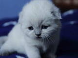 Кошки, котята Шиншилла, цена 2000 Грн., Фото