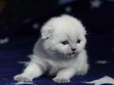 Кішки, кошенята Шиншила, ціна 2000 Грн., Фото