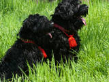 Собаки, щенки Черный терьер, цена 4000 Грн., Фото