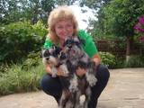 Собаки, щенки Цвергшнауцер, цена 2500 Грн., Фото