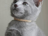 Кошки, котята Русская голубая, цена 1000 Грн., Фото