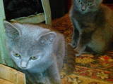 Кішки, кошенята Російська блакитна, ціна 1000 Грн., Фото