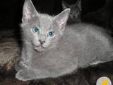 Кішки, кошенята Російська блакитна, ціна 800 Грн., Фото