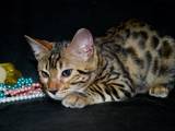 Кошки, котята Бенгальская, цена 4500 Грн., Фото