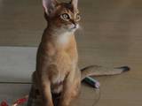 Кошки, котята Абиссинская, цена 6500 Грн., Фото