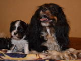 Собаки, щенки Кавалер-Кинг-Чарльз спаниель, цена 15000 Грн., Фото
