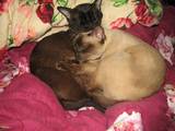 Кішки, кошенята Бірманська, ціна 8500 Грн., Фото