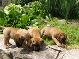 Собаки, щенята Бульмастиф, ціна 1000 Грн., Фото