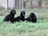 Собаки, щенки Черный терьер, цена 6000 Грн., Фото