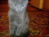 Кішки, кошенята Російська блакитна, ціна 300 Грн., Фото