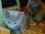 Кішки, кошенята Російська блакитна, ціна 300 Грн., Фото