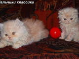 Кошки, котята Персидская, цена 300 Грн., Фото