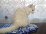 Кішки, кошенята Турецька Ангора, ціна 400 Грн., Фото