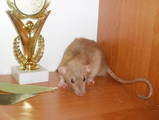 Грызуны Домашние крысы, цена 200 Грн., Фото