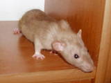 Грызуны Домашние крысы, цена 200 Грн., Фото