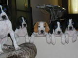 Собаки, щенята Англійський пойнтер, ціна 3000 Грн., Фото