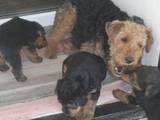 Собаки, щенята Вельштер'єр, ціна 800 Грн., Фото