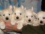 Собаки, щенки Вестхайленд уайт терьер, цена 5000 Грн., Фото