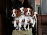 Собаки, щенки Кавалер-Кинг-Чарльз спаниель, цена 8000 Грн., Фото