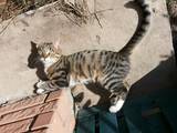 Кошки, котята Египетская мау, Фото