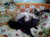 Кошки, котята Сиамская, цена 20 Грн., Фото