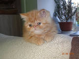 Кішки, кошенята Екзотична короткошерста, ціна 600 Грн., Фото