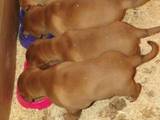 Собаки, щенки Бордосский дог, цена 6000 Грн., Фото